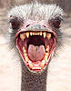 Click image for larger version

Name:	ostrich_head.jpg
Views:	209
Size:	29.8 KB
ID:	3167